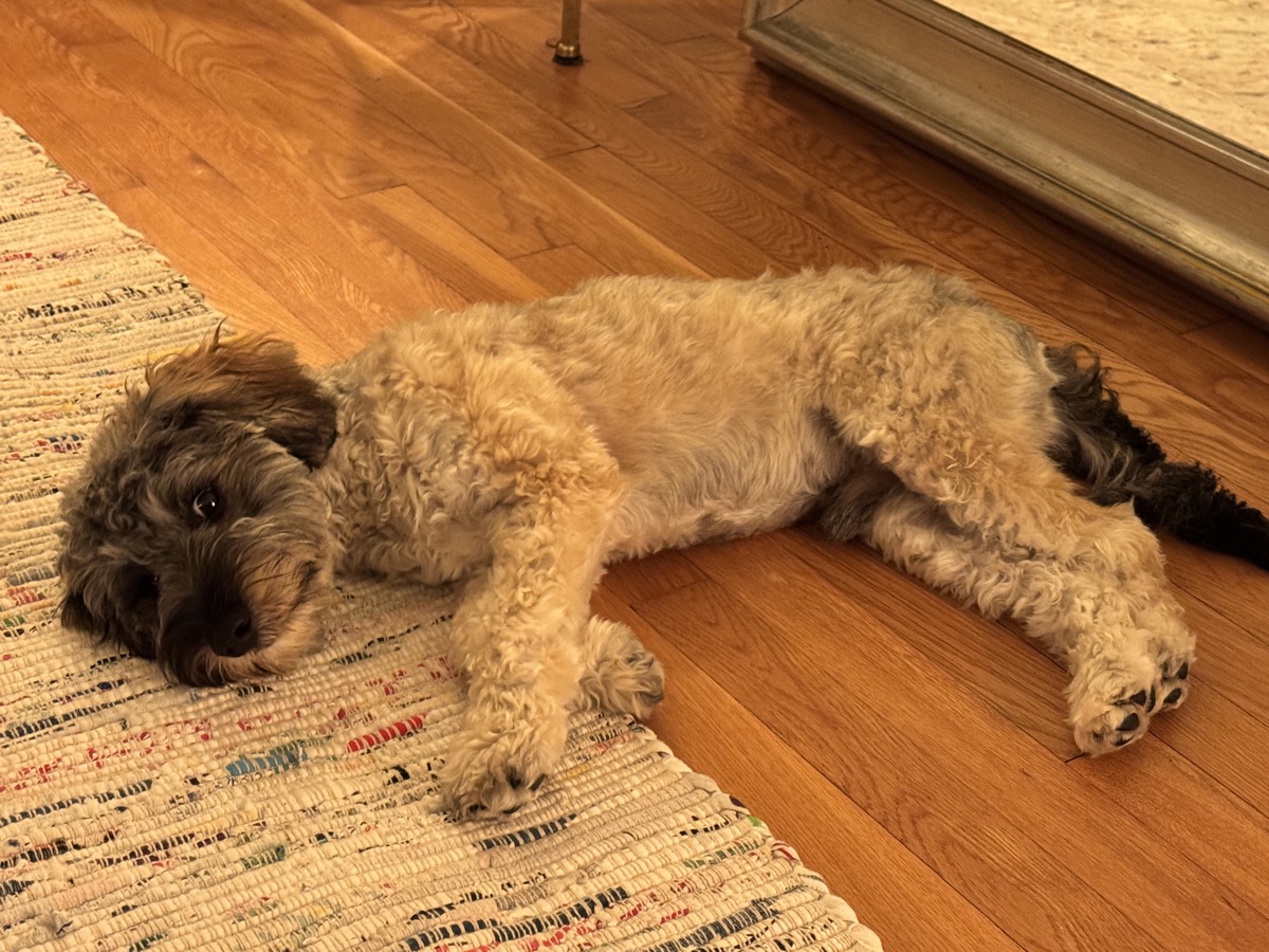 Bibi lying flat on his side, half on the rug and half on the hardwood floor