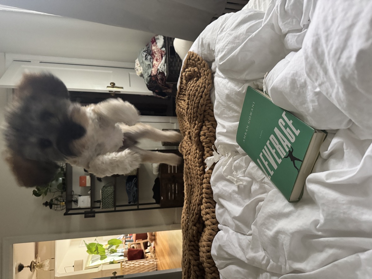 Bibi mid-leap across the bed toward the camera, ears airborne, a copy of Leverage in the foreground