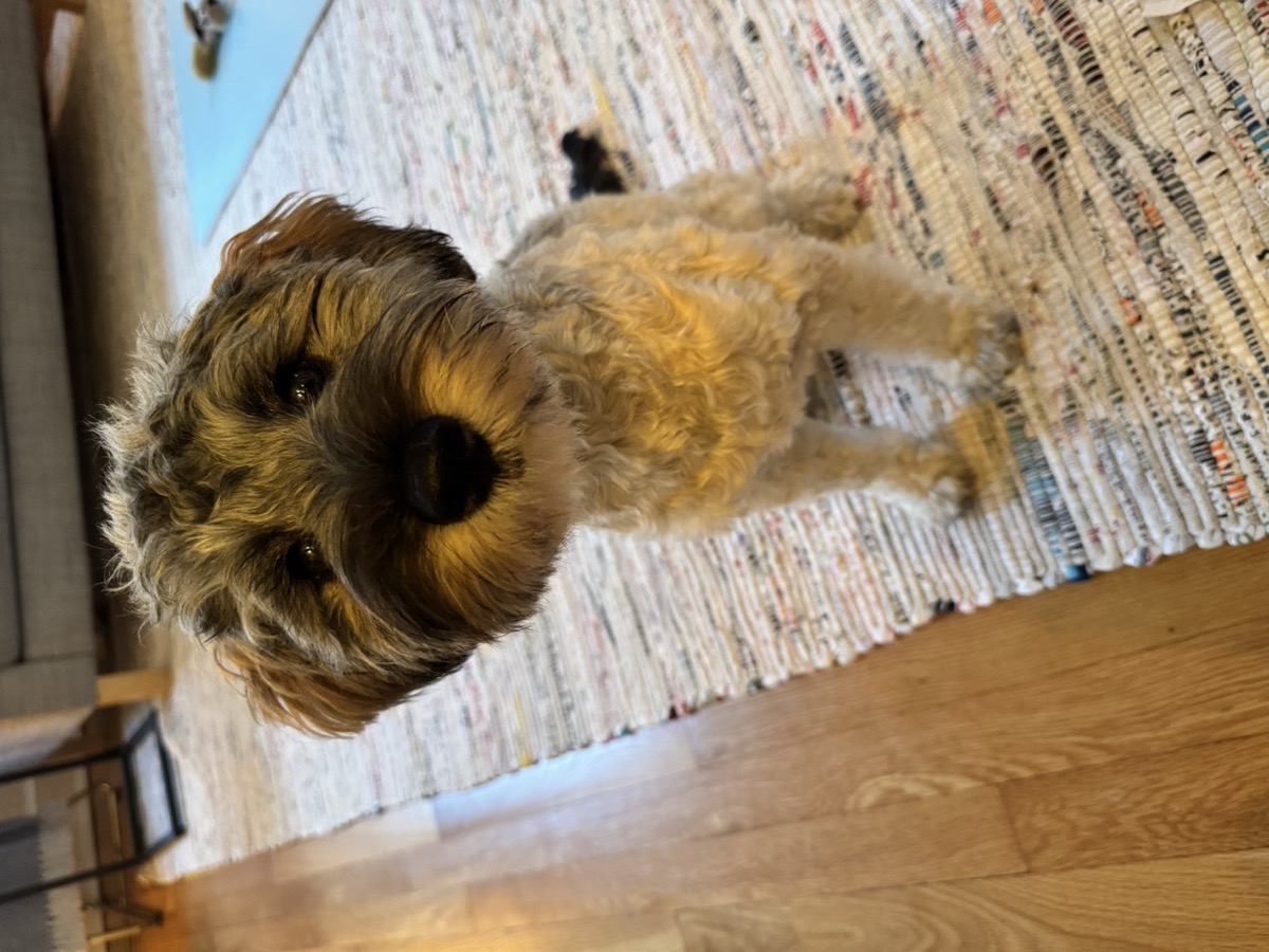 Bibi the schnoodle sitting on a rag rug, looking directly into the camera