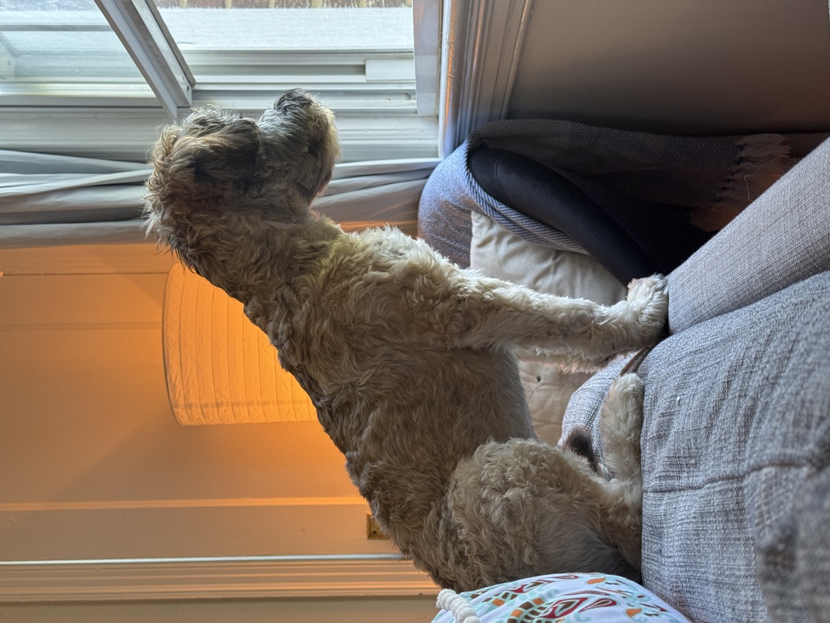 Bibi perched on the back of a couch, gazing out the window